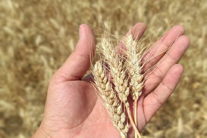 В Калмыкии собрали рекордный урожай зерна