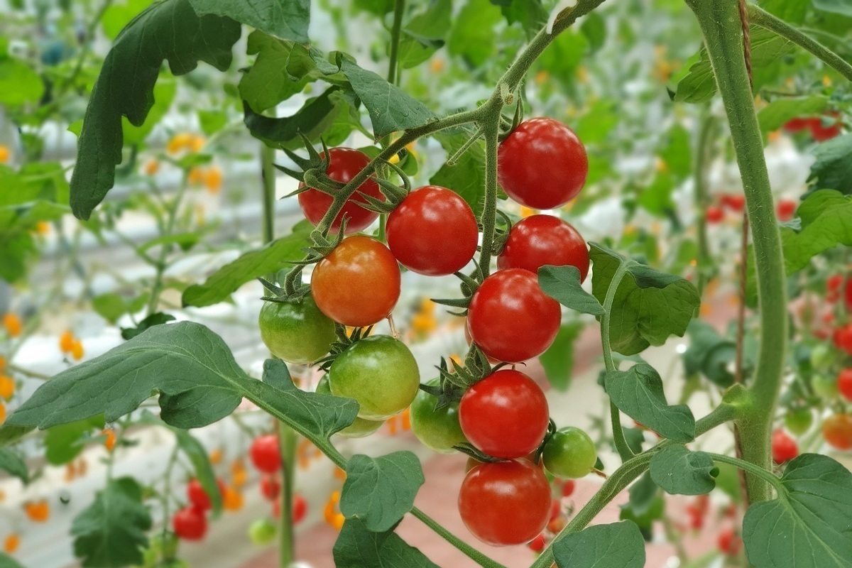 Раскрыты хитрости, которые помогут ускорить созревание помидоров