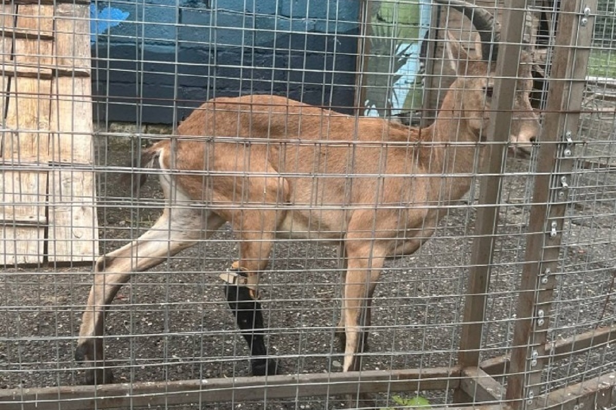 В зоопарке Владикавказа приделали протез пострадавшему от браконьеров туру