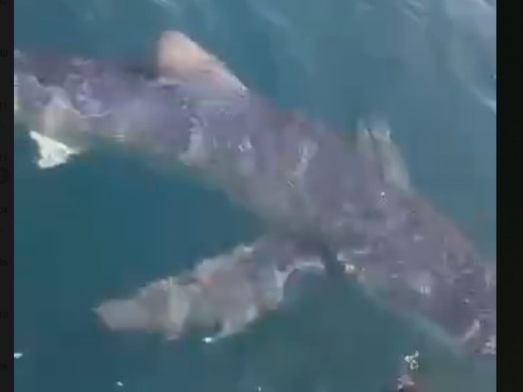 Акула пыталась прокусить лодку рыбаков в Приморье