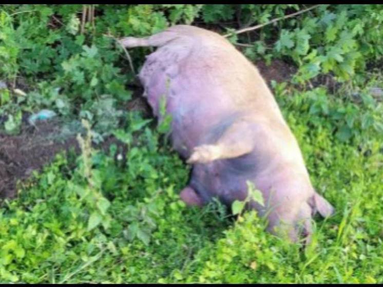 В селе рядом с Пензой неизвестный бросил труп свиньи и кости рядом с домами