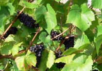 В Краснодарском крае начался период сбора винограда