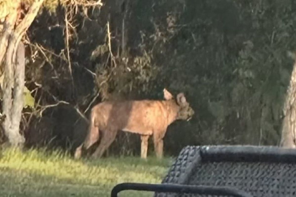 Residents of Texas were shocked by the photo of a strange creature