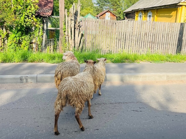 Три гуляющие овечки создали аварийную ситуацию на дороге в поселке Паша