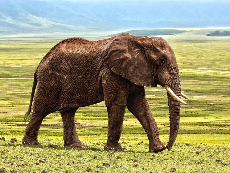 Россия решила наладить импорт слонов из Лимпопо