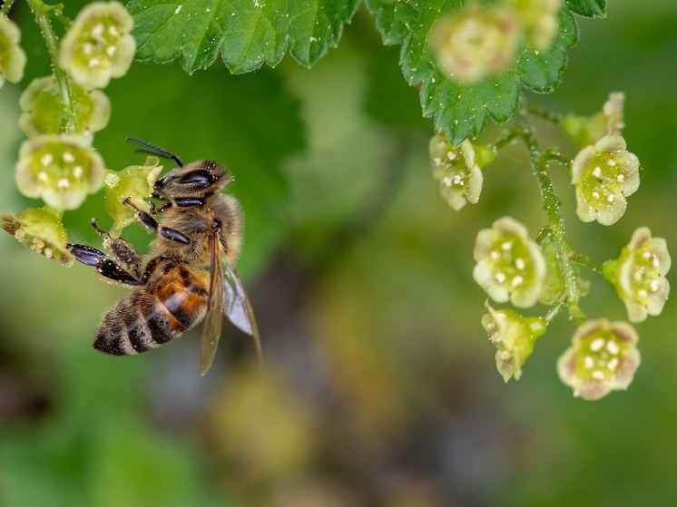 Германия — Штраф за уничтожение насекомых: пчел, ос или комаров