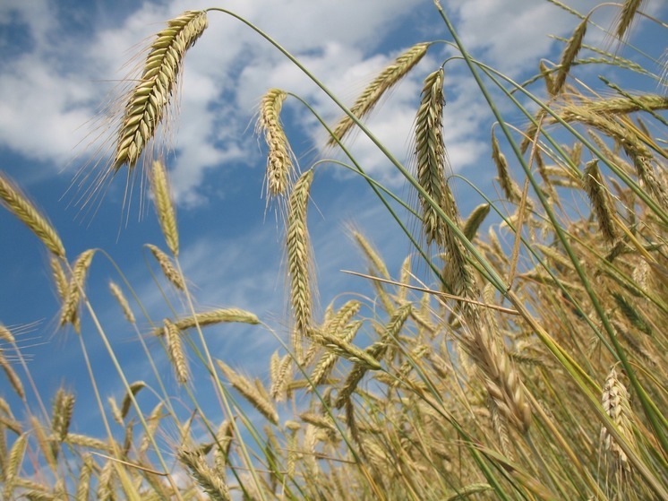 Bild: Россия, Турция и Катар готовят новое соглашение взамен зерновой сделки