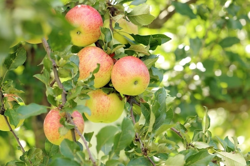 ТОС «Кего» в Архангельске продолжает работы по благоустройству яблоневого сада
