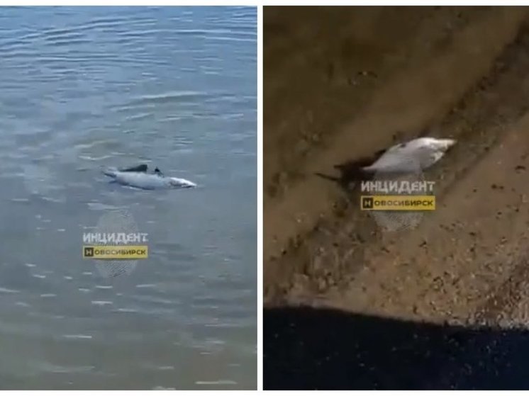 Под Новосибирском замечен массовый мор рыбы в Обском море