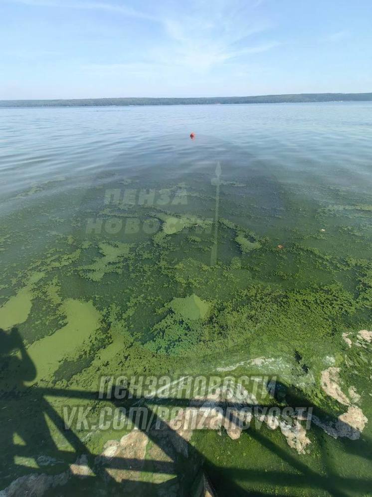 Алферьевка Пензенская область Сурское водохранилище