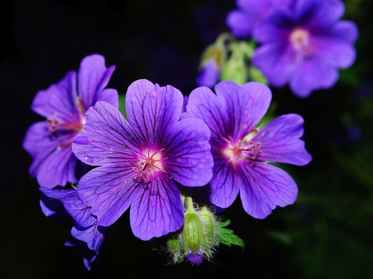 Цветок, который растет только на пепелище, нашли в Карелии