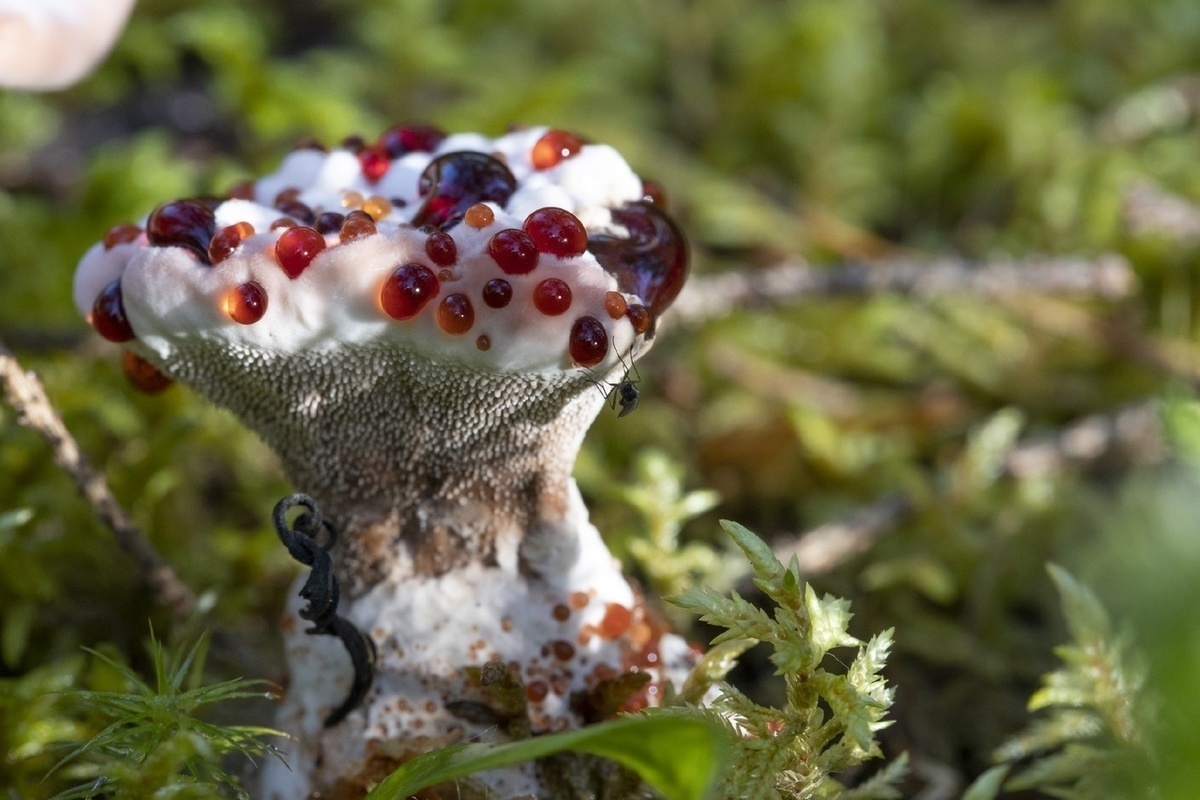 В заповеднике под Петербургом нашли редкий ярко-красный гриб