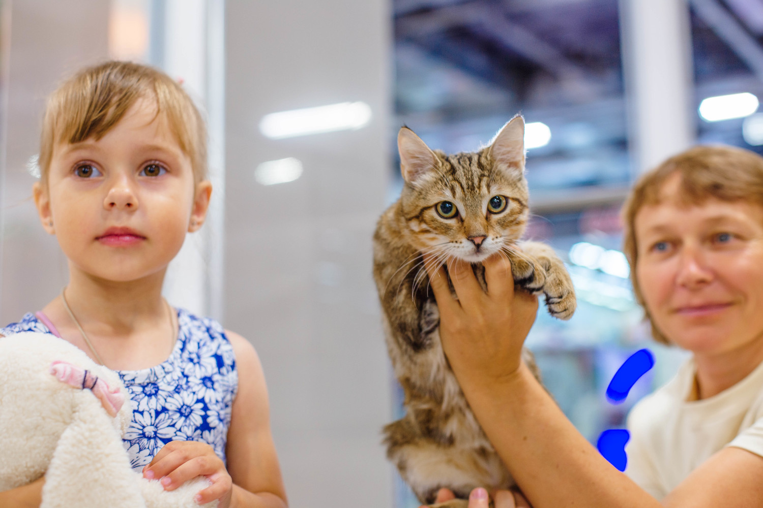 Породистых котят представили на выставке в Хабаровске: фото