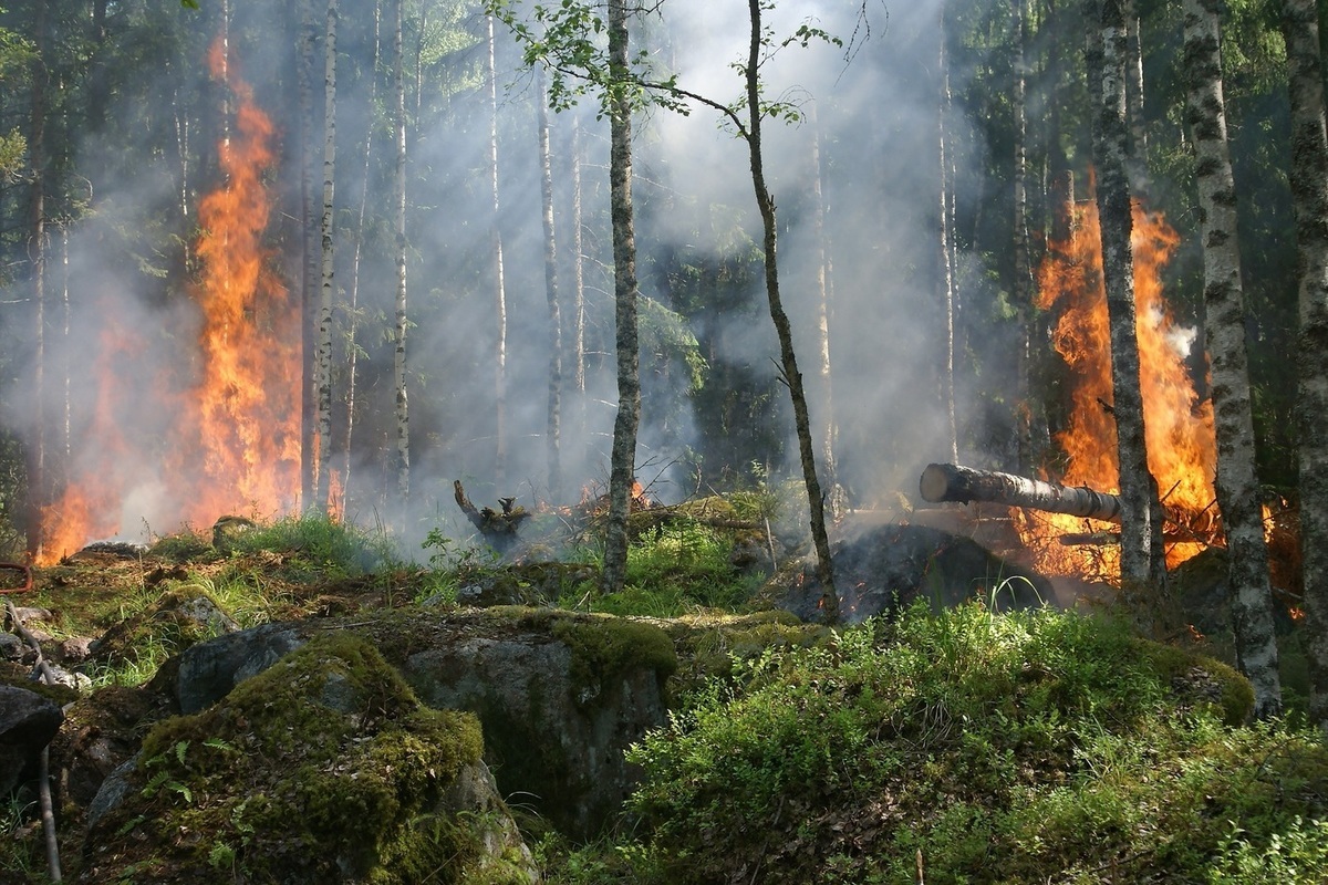 В Новгородской области потушено 55 лесных пожара с начала сезона