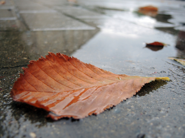 "Станет по-осеннему холодно": синоптики рассказали о погоде на предпоследней неделе лета