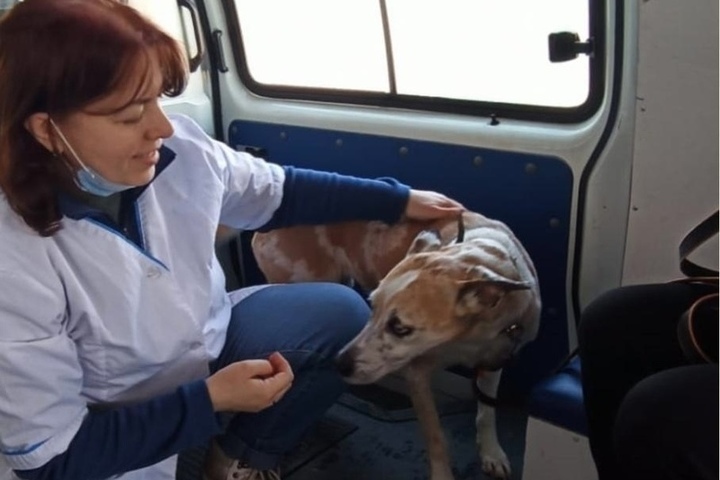 В Мурманске подвели итоги работы выездных ветеринарных пунктов