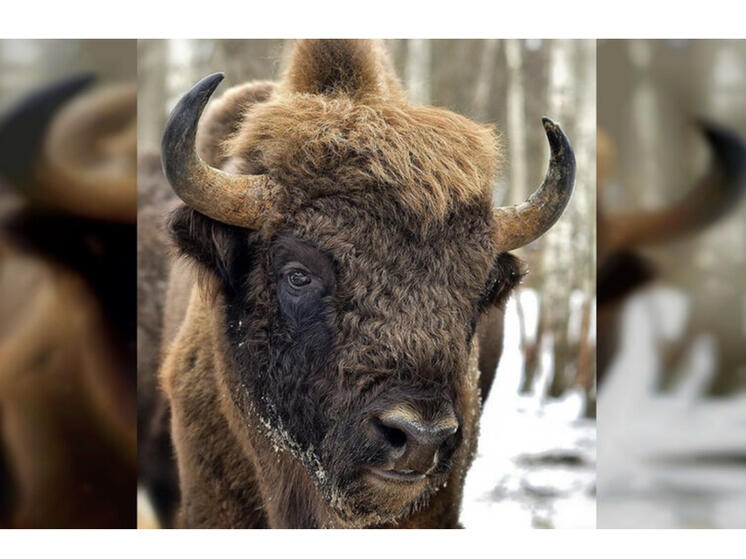 Смоленское Поозерье приглашает отметить День Рождения зубра Ярика