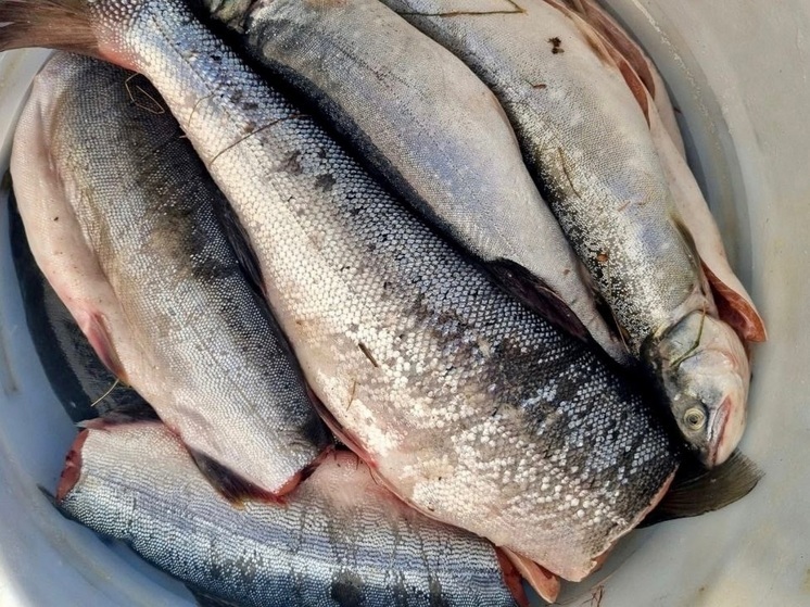 Две реки в НАО браконьеры полностью перекрыли сетями