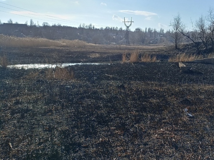 Более 125 гектаров сухостоя уничтожены огнем в ДНР за сутки