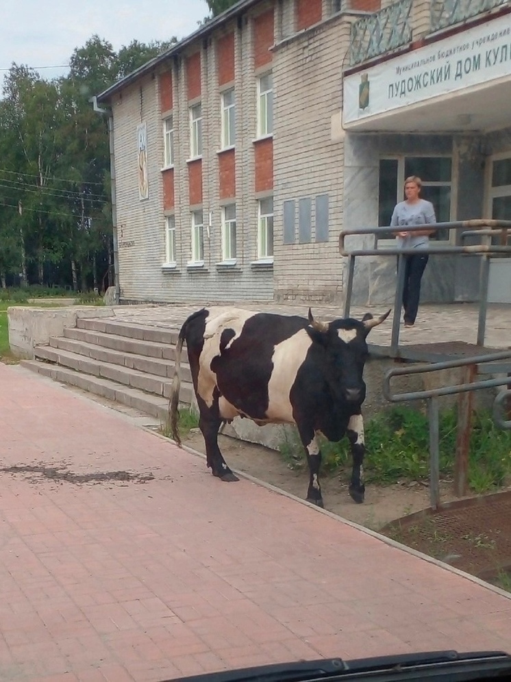 Невоспитанная корова испачкала дорогу к дому культуры в Пудоже