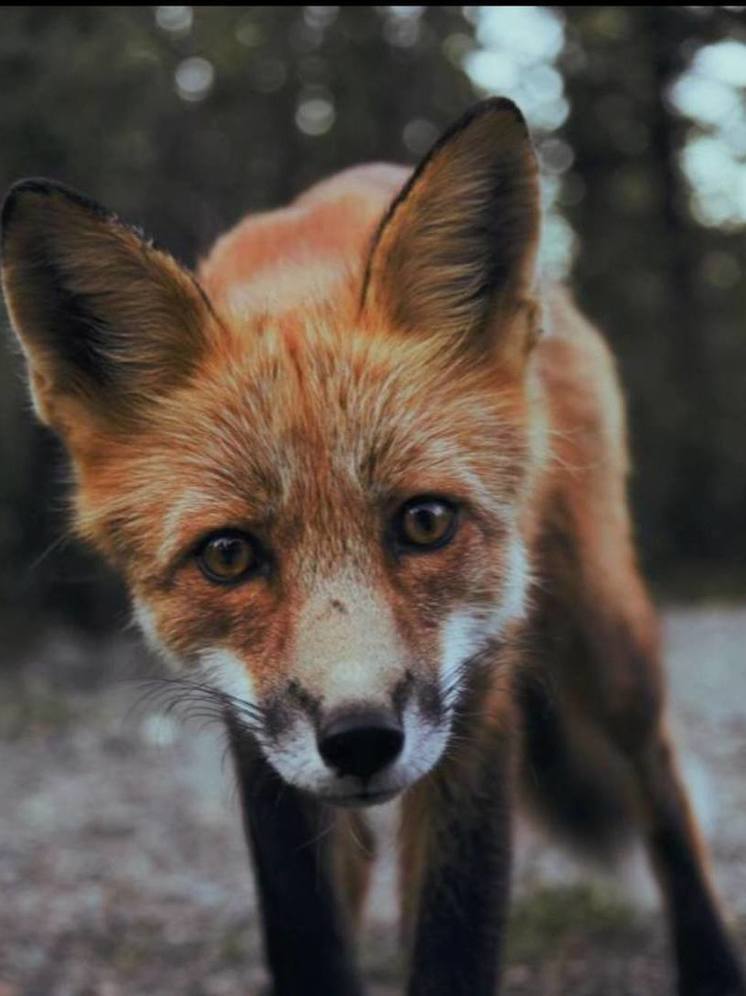 В Смоленской области ввели карантин по бешенству животных
