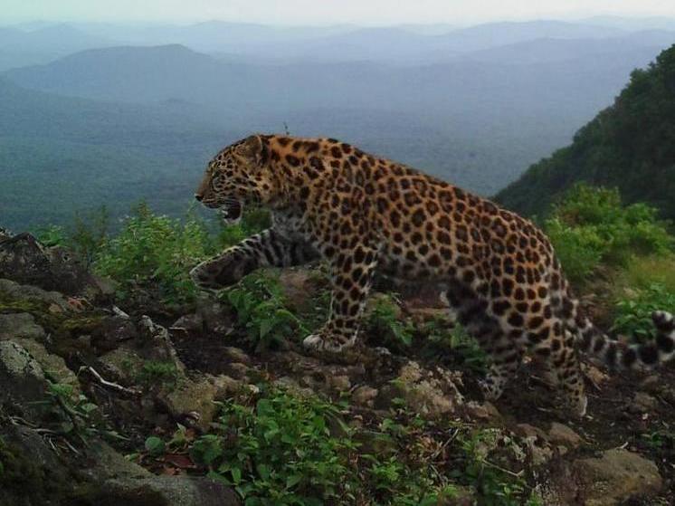 Фотоловушка «Земли леопарда» запечатлела леопарда-джентльмена в Приморье