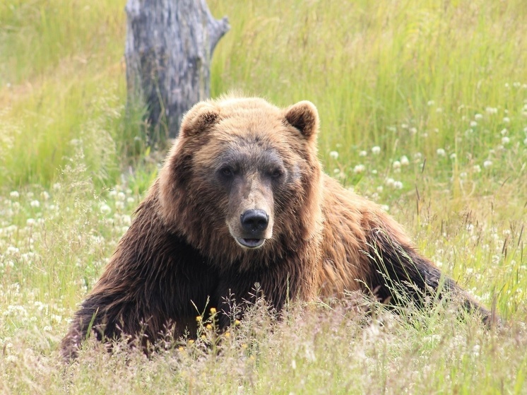 Медведи продолжают пугать жителей села Раздольное в Приморье