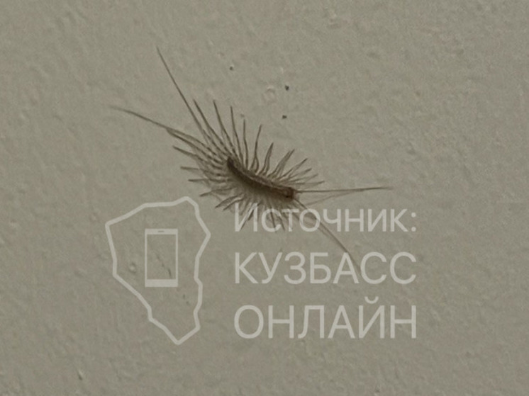 Страшные насекомые орудуют в кемеровском подъезде