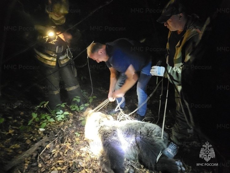 Заблудившегося в Костроме медведя спасатели и полицейские снимали с 15-метрового дерева