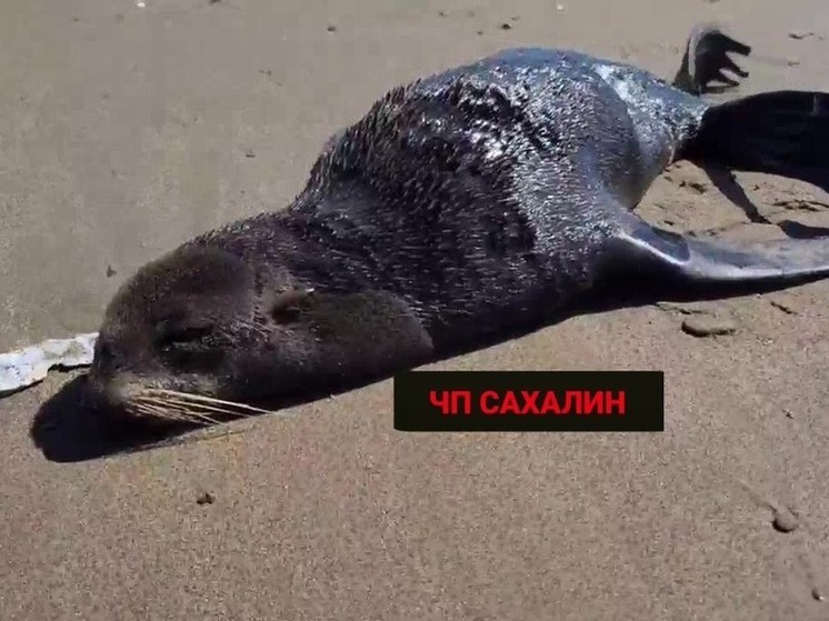 У погибшего морского котика на Сахалине подтвердился вирус гриппа птиц