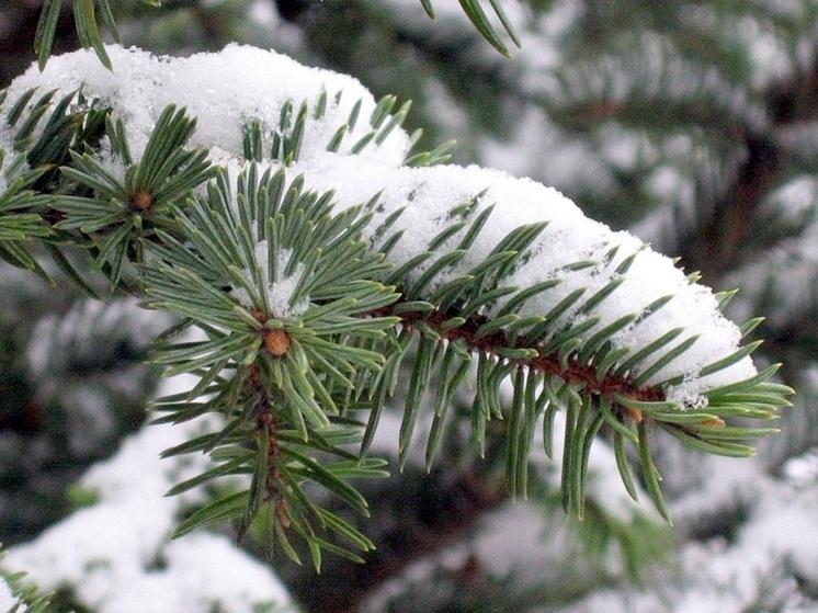 Для восстановления лесов карельские ученые предложили пахать снег