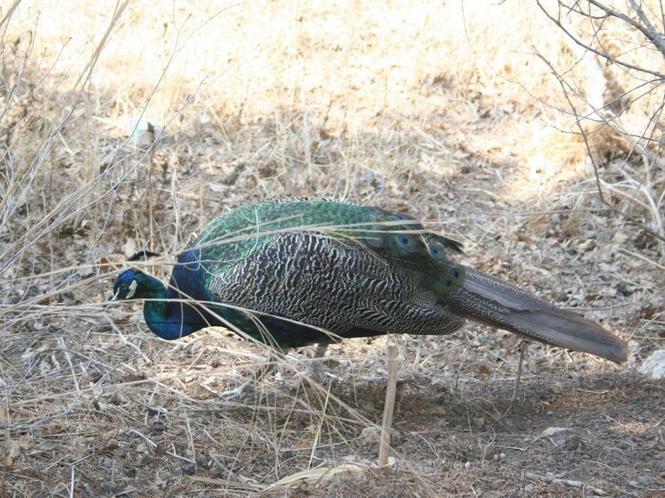 В США решили массово стерилизовать павлинов