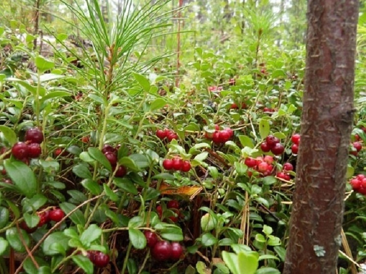 В Хакасии разрешили сбор дикорастущей ягоды