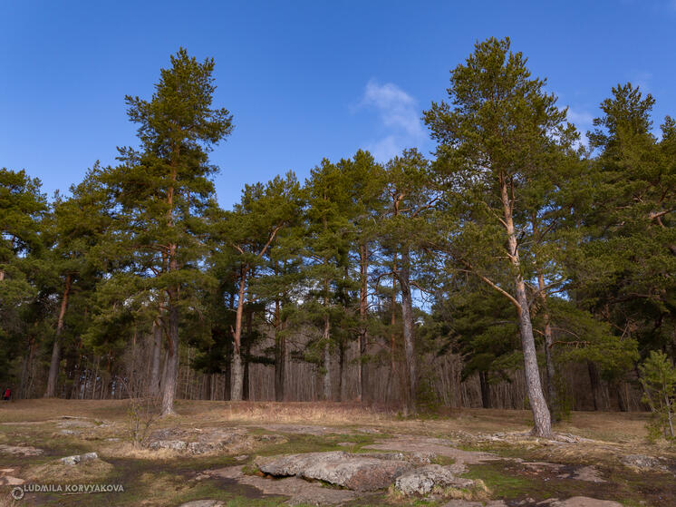 Жителей Лахденпохьи приглашают сажать сосны
