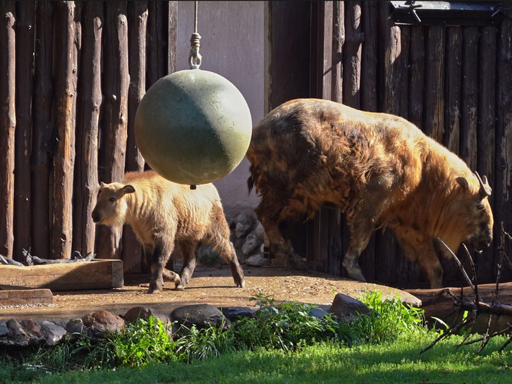 Он уже интересуется бревнами