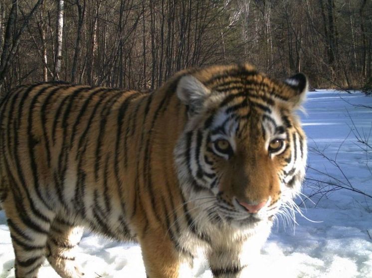 Встреча грибника с тигром в Хабаровском крае попала на видео