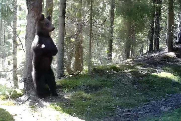 В заповеднике Ленобласти засняли на видео танцы медведя у чесального дерева