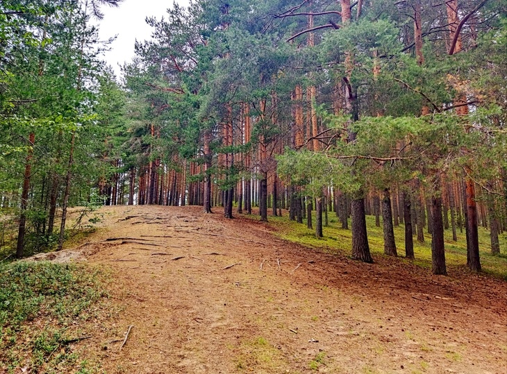 Купить Лес Великом Новгороде