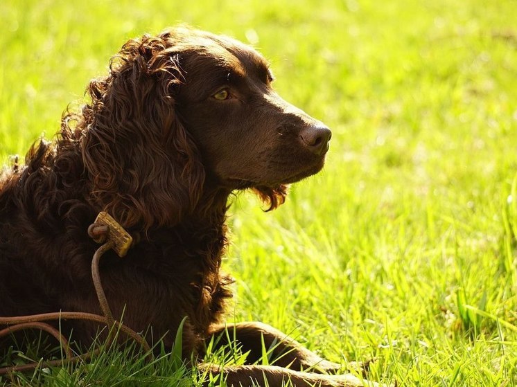 Спаниель-путешественник второй раз сплавился по реке