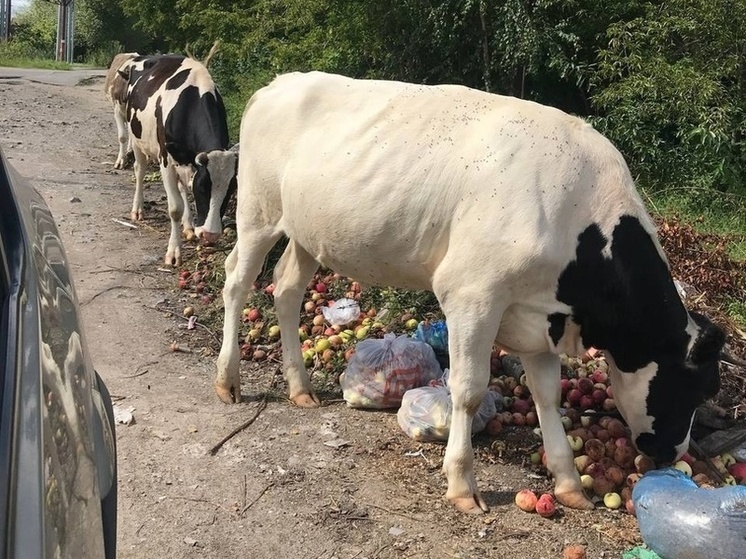 Коровы в Коломне помогают в уборке мусора