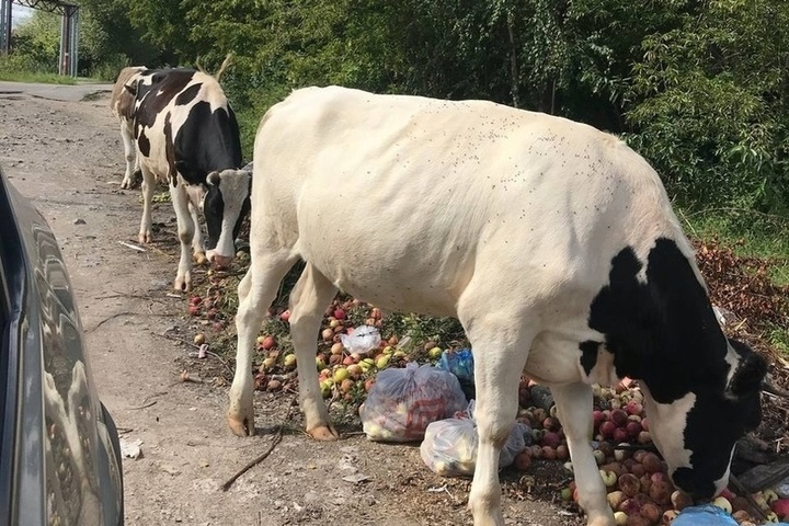 Коровы в Коломне помогают в уборке мусора