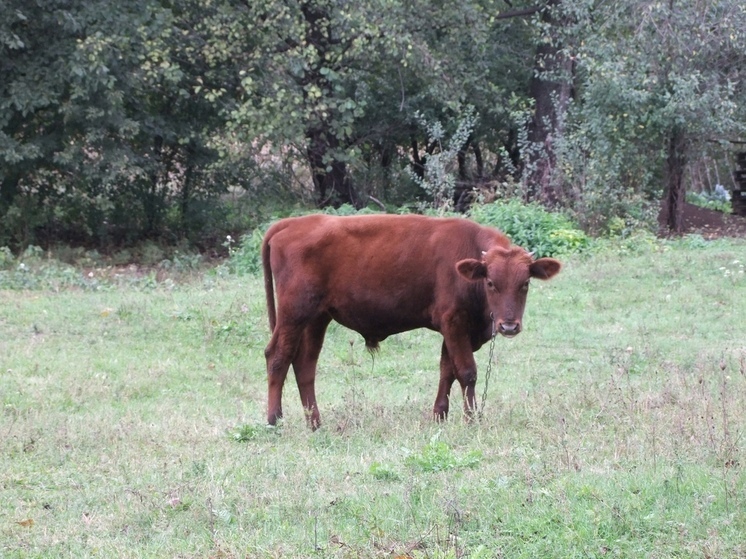 Более 37 тысяч тонн грубых кормов для скота заготовили фермерские хозяйства ДНР