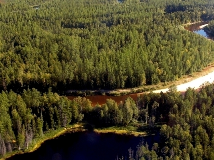 На Ямале досрочно отменили запрет на посещение лесов