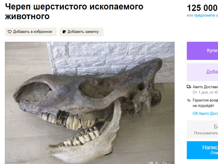 Красноярец продает череп жуткого животного за 125 тысяч рублей