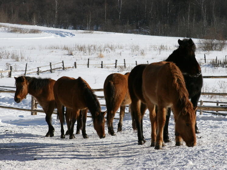 В фонде «Ирандык» рассказали, почему так важно сохранить башкирскую лошадь