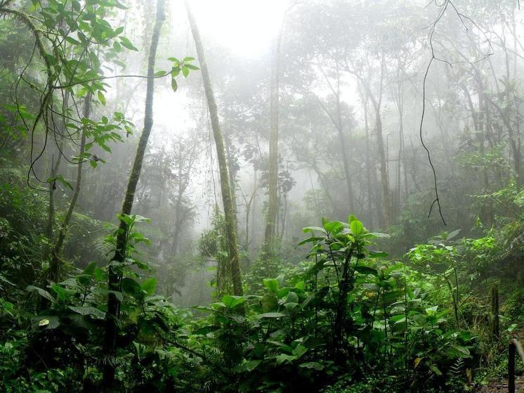 Фотосинтез в джунглях может прекратиться, а кислород закончится