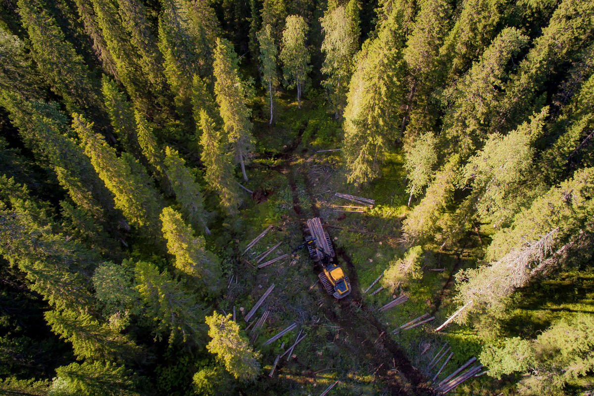 Доходы Костромской области от использования лесов продолжают расти