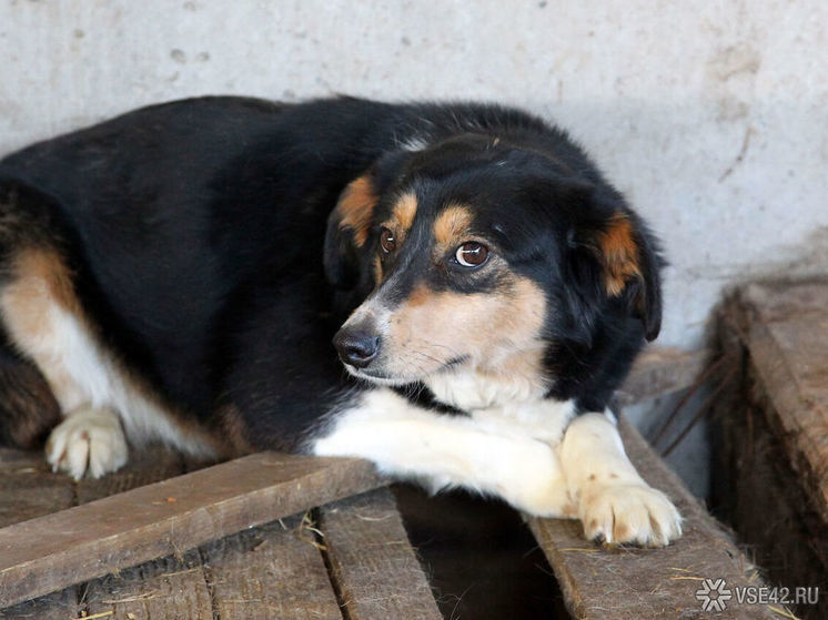 Суд вынес жителю кузбасского города приговор за убийство собаки