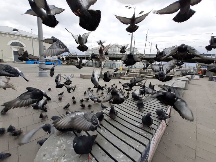 В Москве уборщица магазина избила пенсионерку за то, что та кормила голубей