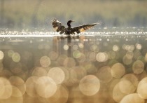 С 26 августа в Алтайском крае откроется масштабный сезон охоты на птиц